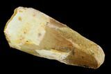 Bargain, Spinosaurus Tooth - Real Dinosaur Tooth #117855-1